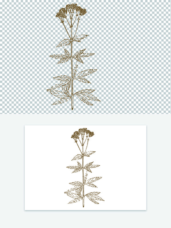 古代版画创意手绘中药材佩兰线稿