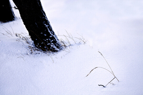 雪中树根图片