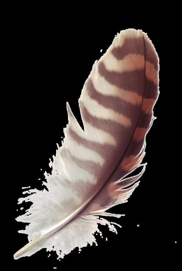 漂亮斑纹羽毛免抠png透明图层素材