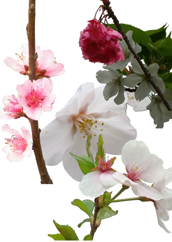 樱花桃花抠图图片