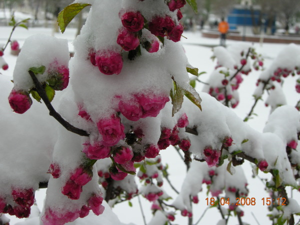 雪中海棠花图片