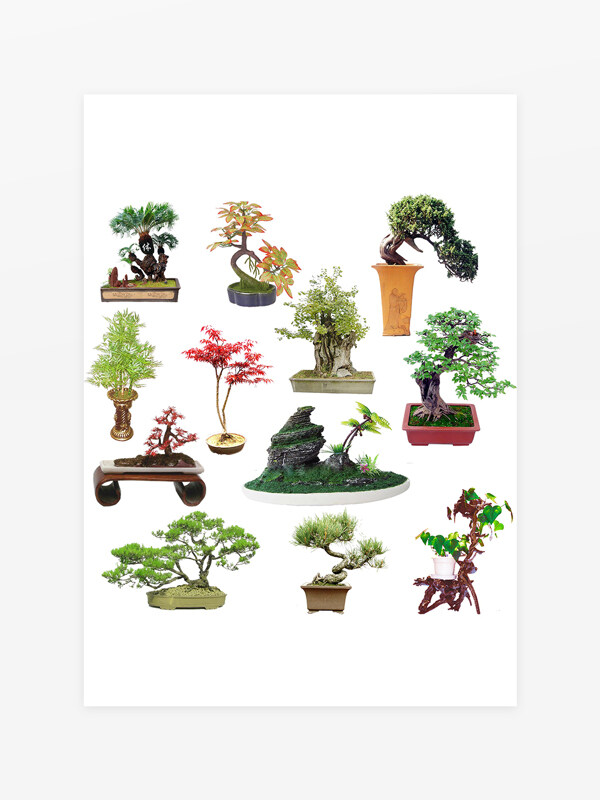 盆栽盆景植物