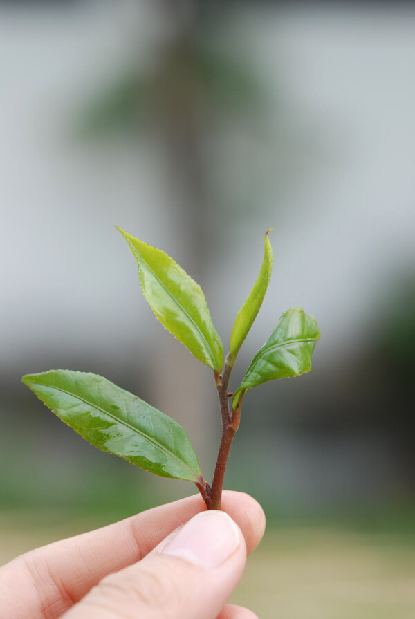 茶芽