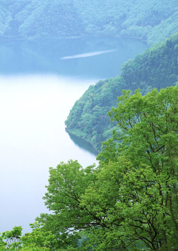 高山树林河水图片