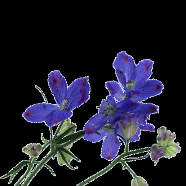 花朵素材蓝色