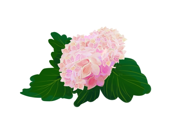 粉色绣球花装饰图案