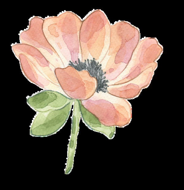 手绘玫瑰花透明装饰图案