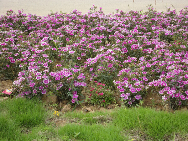 石竹花图片