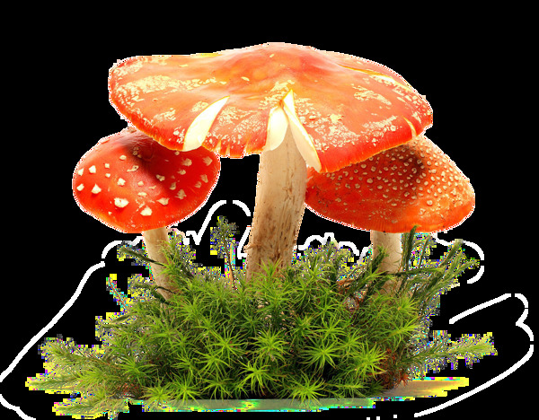 红色蘑菇png元素素材