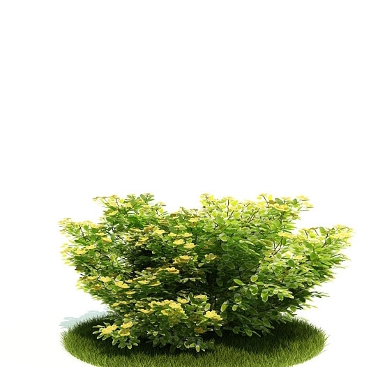 3D精美灌木模型图片