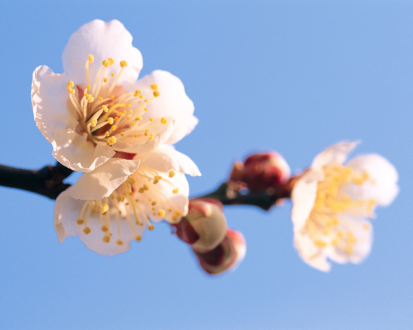 春暖花开