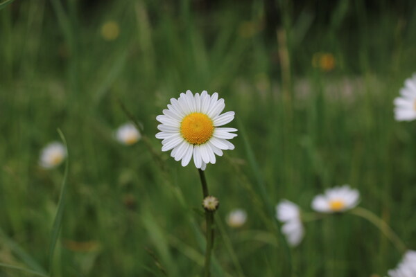 一支白雏菊