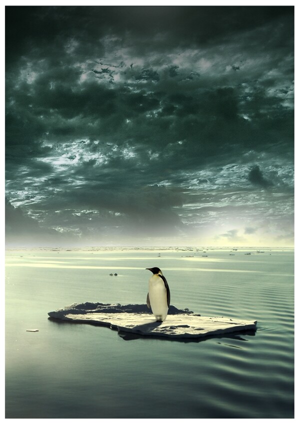 保护南极企鹅创意海报设计