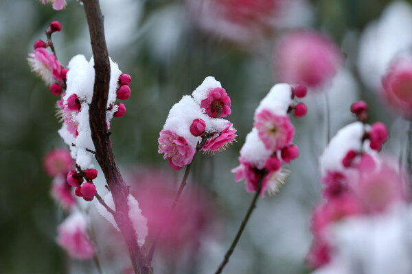 踏雪寻梅