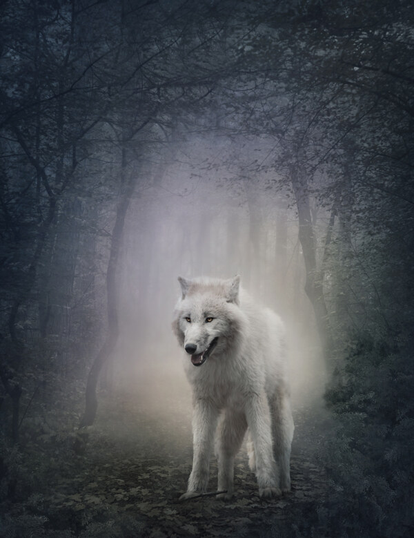 森林里的狼图片