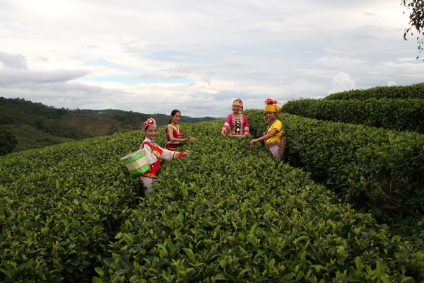 中国茶城普洱茶古茶树茶园茶山图片